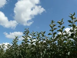 Vivai di alberi da frutto: meli, pere, prugne, ciliegie, ciliegie, albicocche, pesche 01