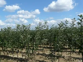 Vivai di alberi da frutto: meli, pere, prugne, ciliegie, ciliegie, albicocche, pesche 02