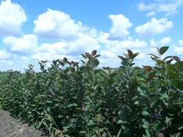 Vivai di alberi da frutto: meli, pere, prugne, ciliegie, ciliegie, albicocche, pesche 03