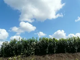 Vivai di alberi da frutto: meli, pere, prugne, ciliegie, ciliegie, albicocche, pesche 04
