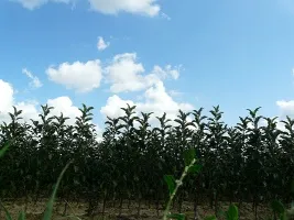 Vivai di alberi da frutto: meli, pere, prugne, ciliegie, ciliegie, albicocche, pesche 05