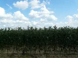 Vivai di alberi da frutto: meli, pere, prugne, ciliegie, ciliegie, albicocche, pesche 06