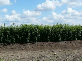 Vivaio di alberi da frutto: meli, pere, prugne, ciliegie, ciliegie, albicocche, pesche 07