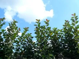 Vivai di alberi da frutto: meli, pere, prugne, ciliegie, ciliegie, albicocche, pesche 08