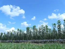 Vivai di alberi da frutto: meli, pere, prugne, ciliegie, ciliegie, albicocche, pesche 09
