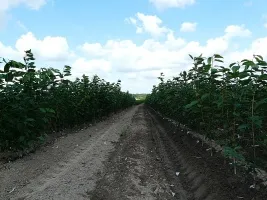 Vivai di alberi da frutto: meli, pere, prugne, ciliegie, ciliegie, albicocche, pesche 10