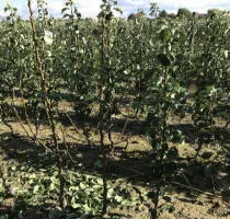 Vivai di alberi da frutto: meli, pere, prugne, ciliegie, ciliegie, albicocche, pesche 11