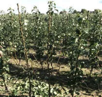 Vivai di alberi da frutto: meli, pere, prugne, ciliegie, ciliegie, albicocche, pesche 12