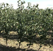 Vivai di alberi da frutto: meli, pere, prugne, ciliegie, ciliegie, albicocche, pesche 13