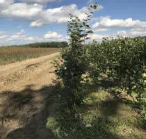 Vivai di alberi da frutto: meli, pere, prugne, ciliegie, ciliegie, albicocche, pesche 14
