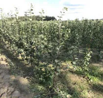 Vivai di alberi da frutto: meli, pere, prugne, ciliegie, ciliegie, albicocche, pesche 15