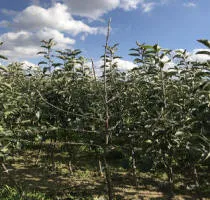 Vivai di alberi da frutto: meli, pere, prugne, ciliegie, ciliegie, albicocche, pesche 16