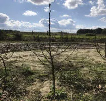 Vivai di alberi da frutto: meli, pere, prugne, ciliegie, ciliegie, albicocche, pesche 17