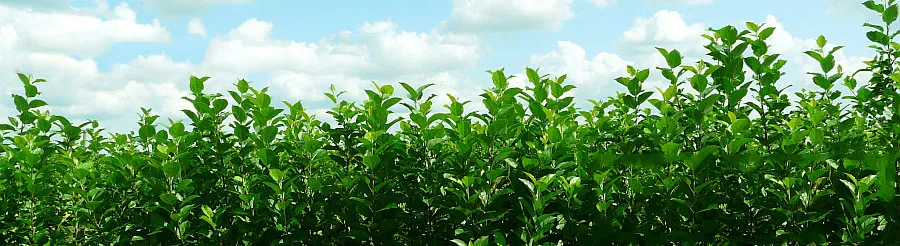 Vivaio di alberi da frutto: meli, pere, prugne, ciliegie, Polonia